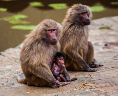 ZOO&YALOVA GROUP TOUR 